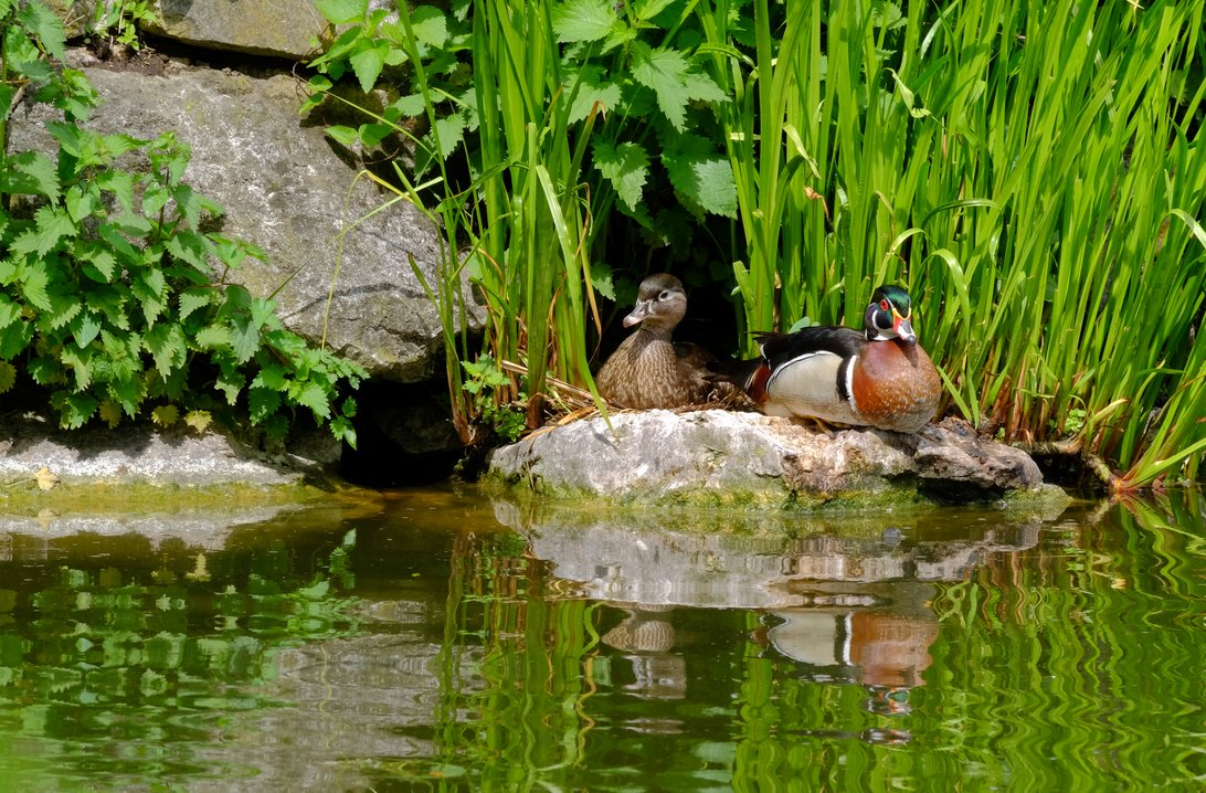 Kleintieranlage Bergweiher Roggwil